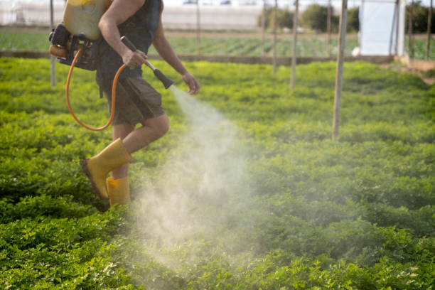 Wasp Removal Services in Belding, MI