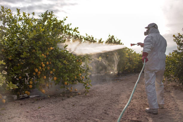 Best Wasp Removal Services  in Belding, MI