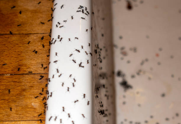 Best Cockroach Control Services  in Belding, MI