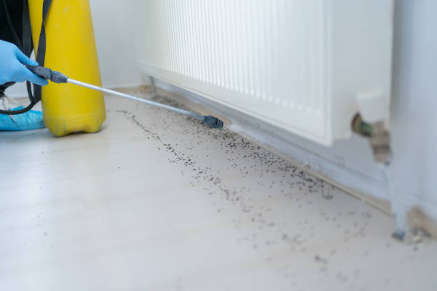 Best Termite Control Services  in Belding, MI