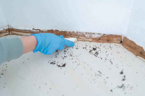 Best Pest Prevention Services  in Belding, MI